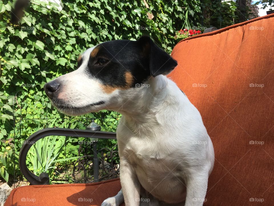 Cute Dog - Jack Russell Terrier breed sitting on patio chair at table in garden with climbing ivy in background conceptual Dog behavior and family pet training photography