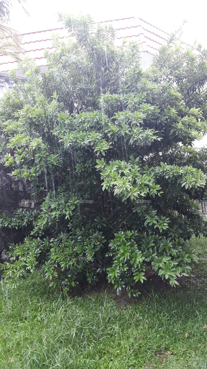 Fruit tree in rain