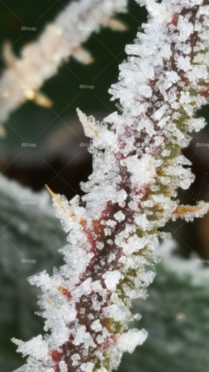 frosty  brambles