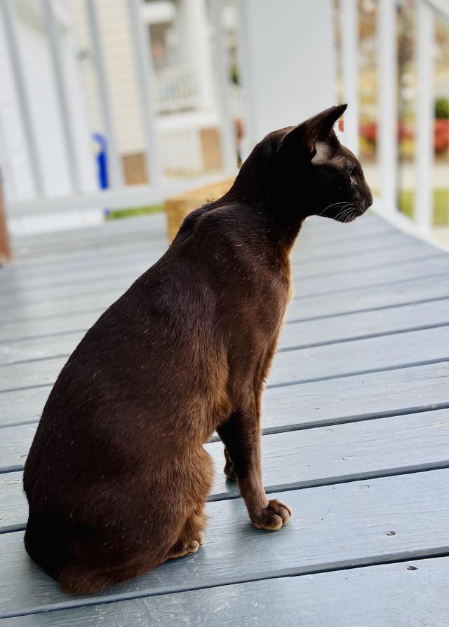 Oriental Shorthair