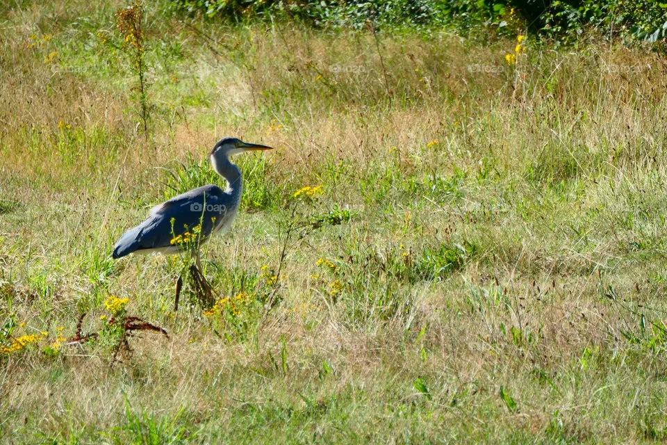 Vogelfotografie