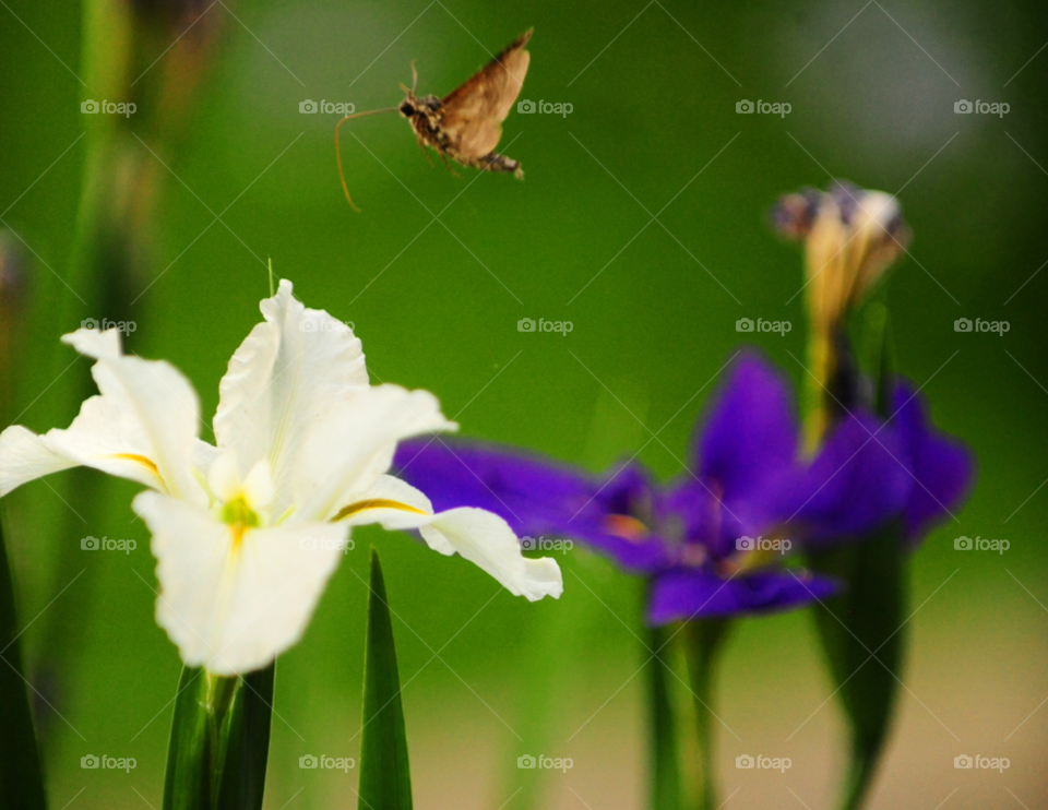 eating iris nectar lilly by lightanddrawing