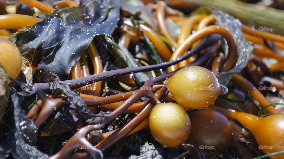 Kelp