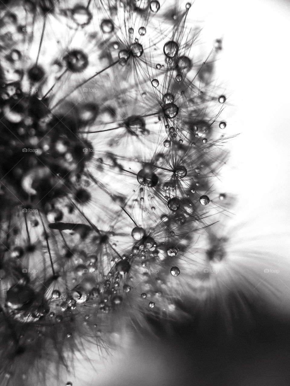 dandelion with water drops