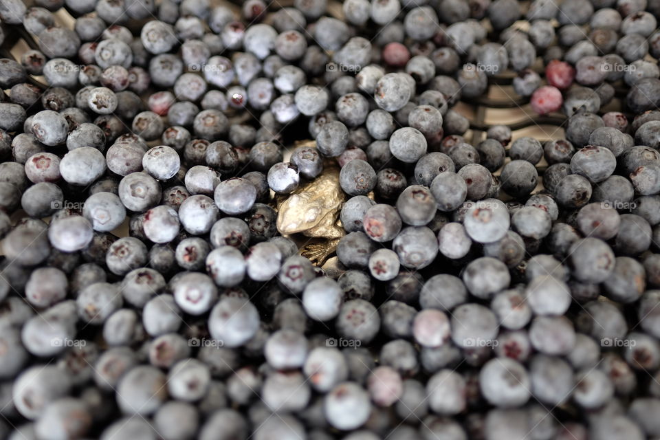 Blueberries over the fake frog