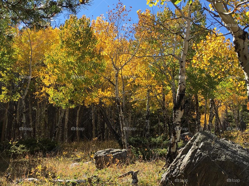 Forest aspens 1