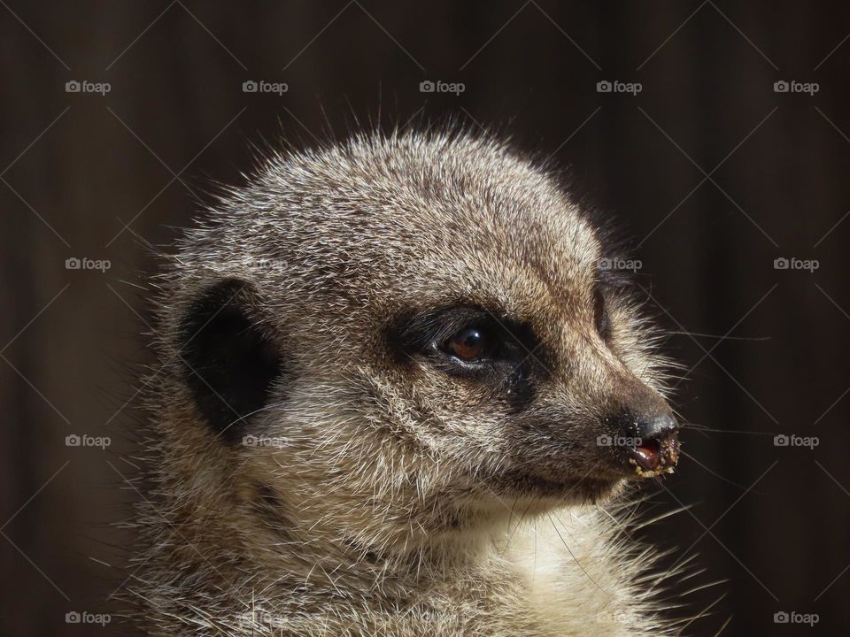 Meerkat closeup