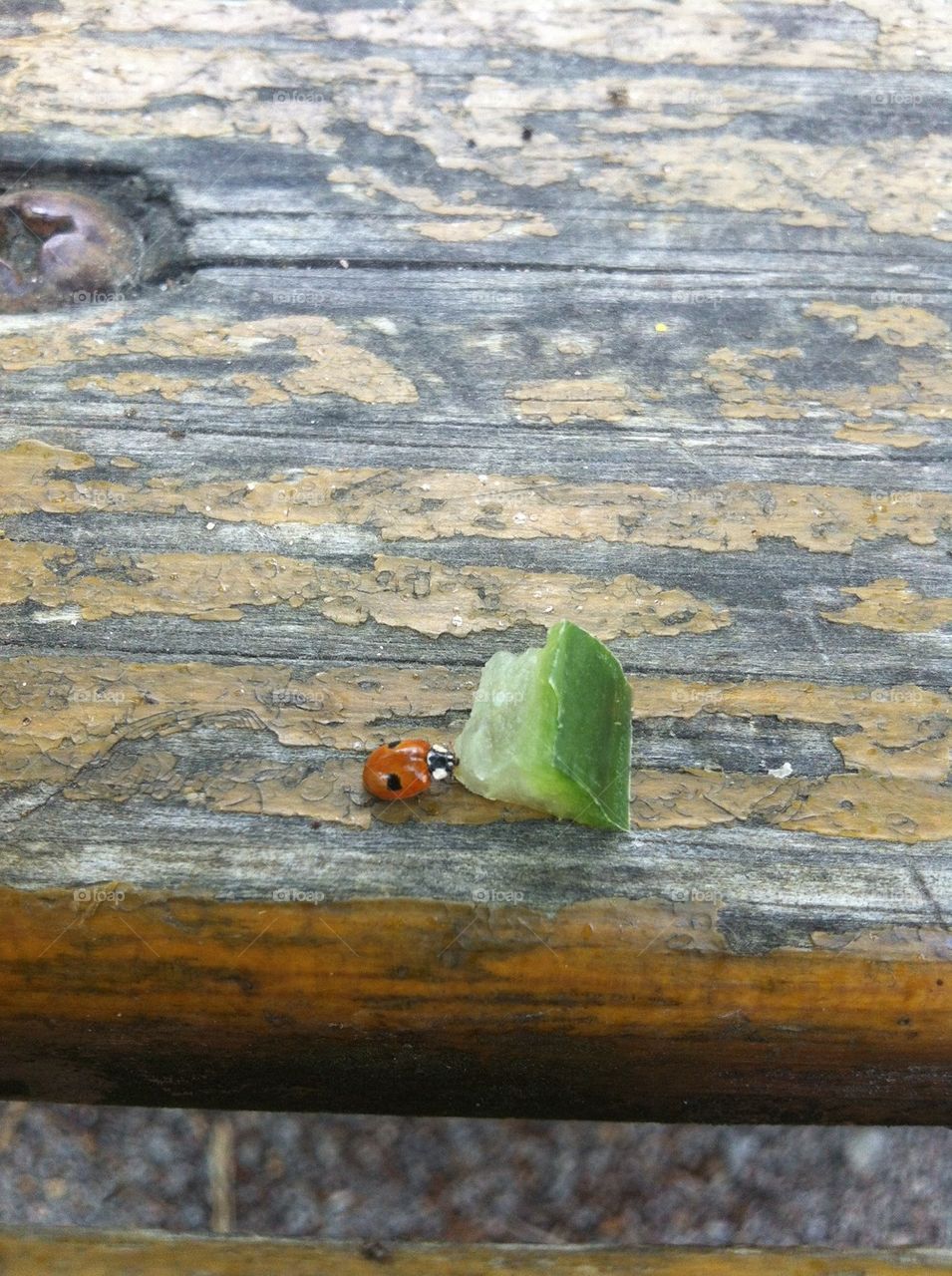 Dinner for a ladybug