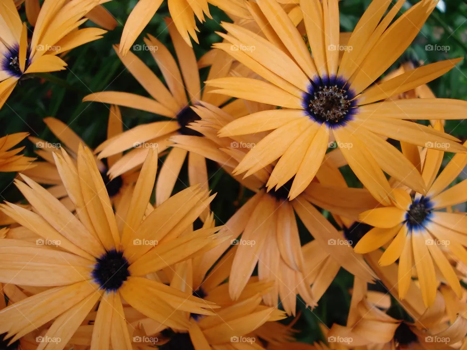 Daisies