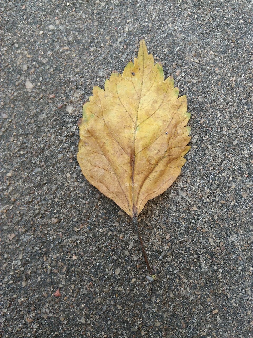 leaf