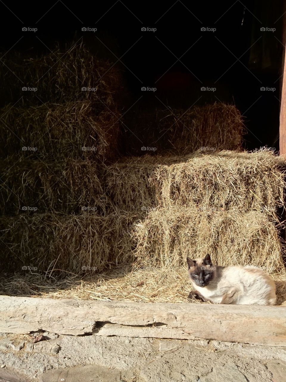 Cat sitting near haystack
