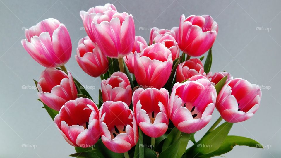 pink tulips on a empty grey background