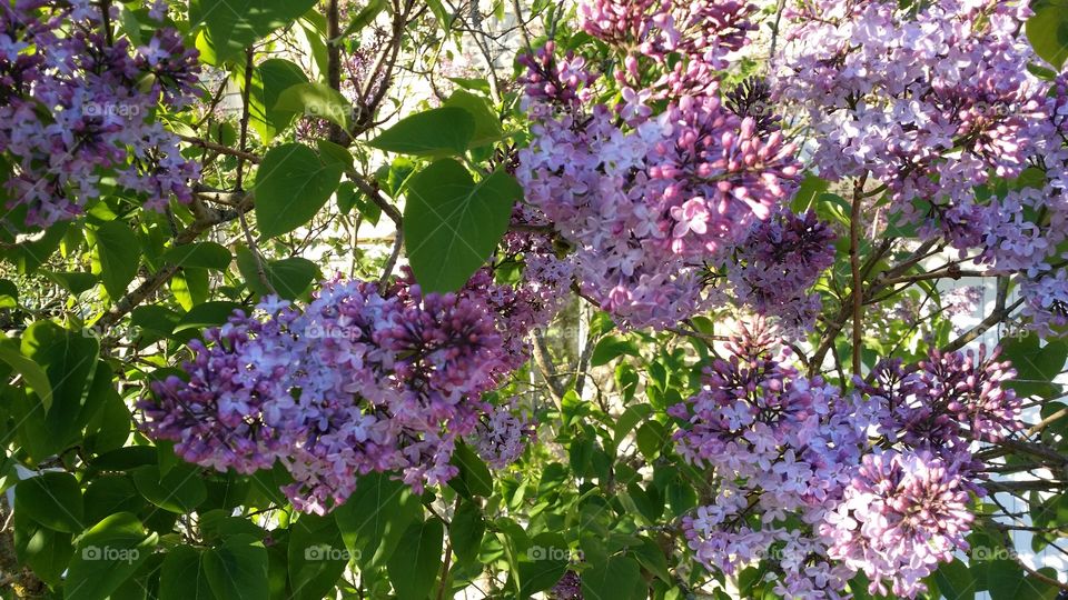 Lilacs. lilacs in our yard