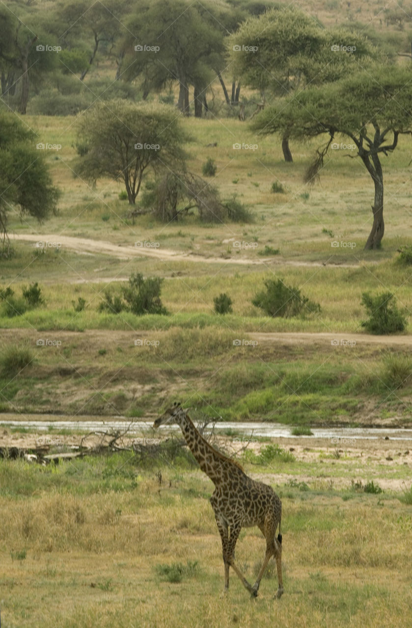 Giraffe in the Serengeti, Tanzania.