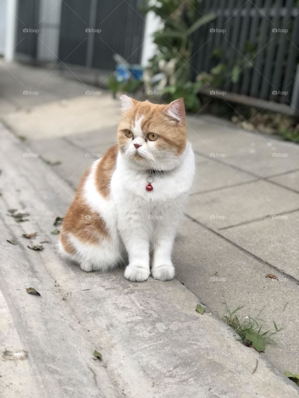 Single Mom Cat  looking at something 