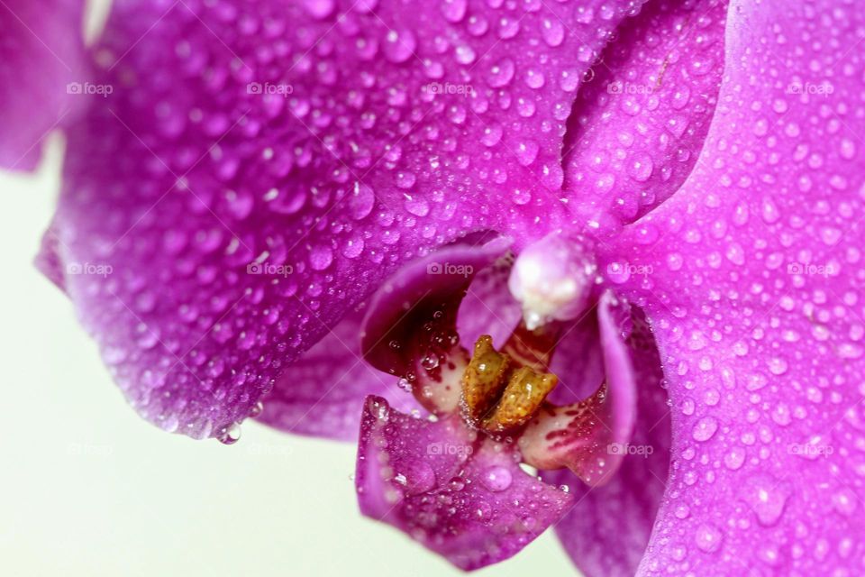 Pink orchid with raindrops