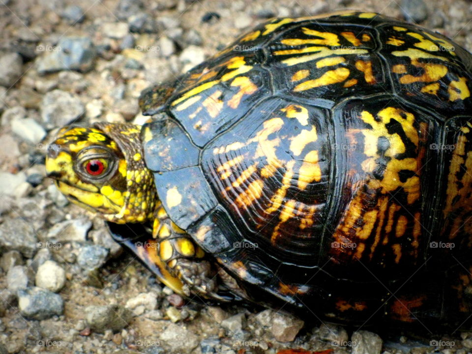 This is a little turtle sitting on a gravel road in the country on a sunny summer day in Ohio.