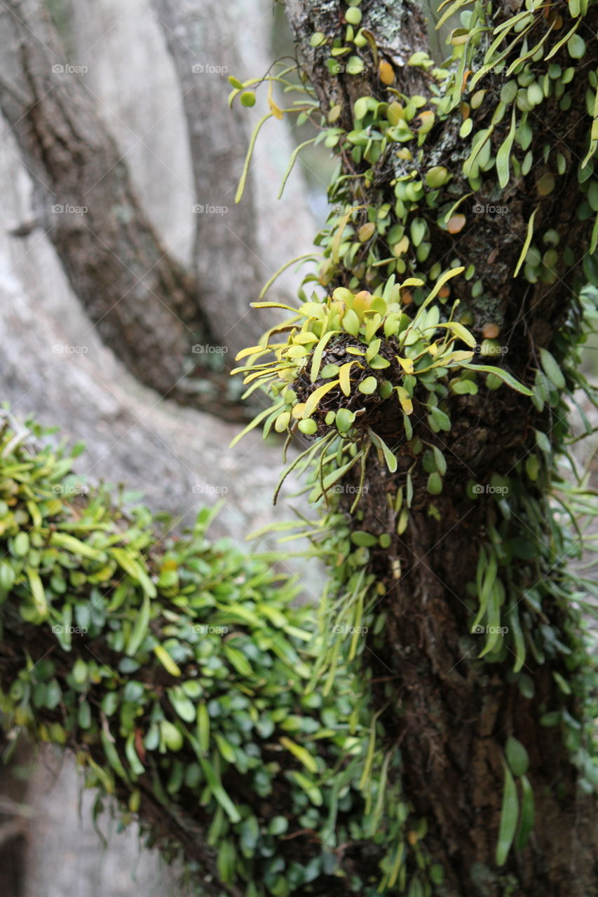 Mossy Tree