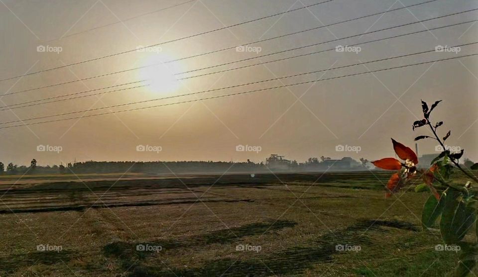 Sunset in field