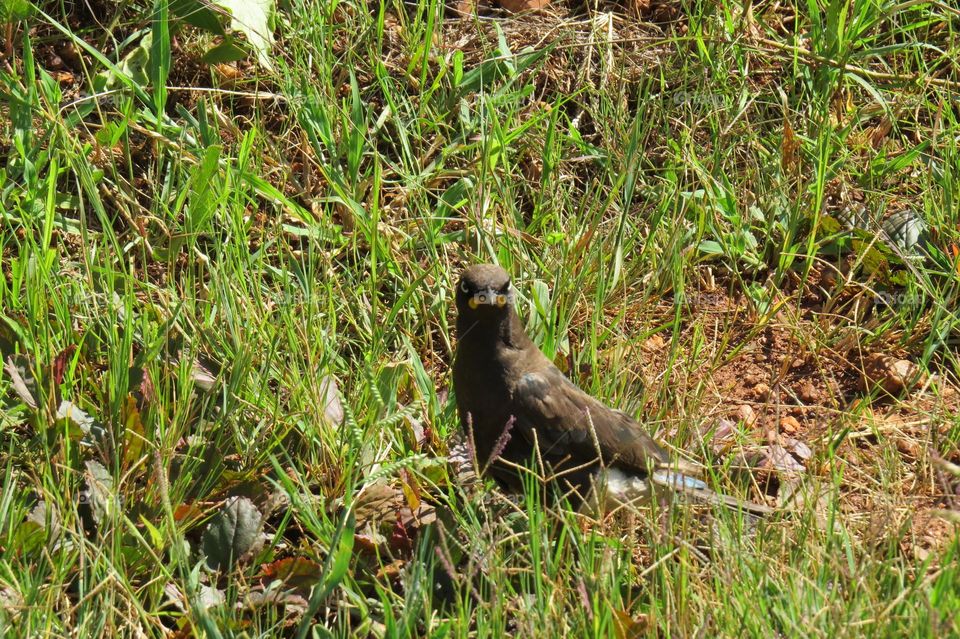 Bird staring at you