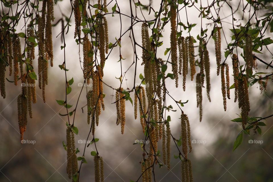 tree drops