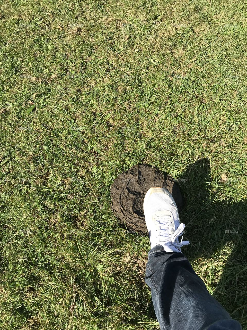 Accident eating to happen field of cows