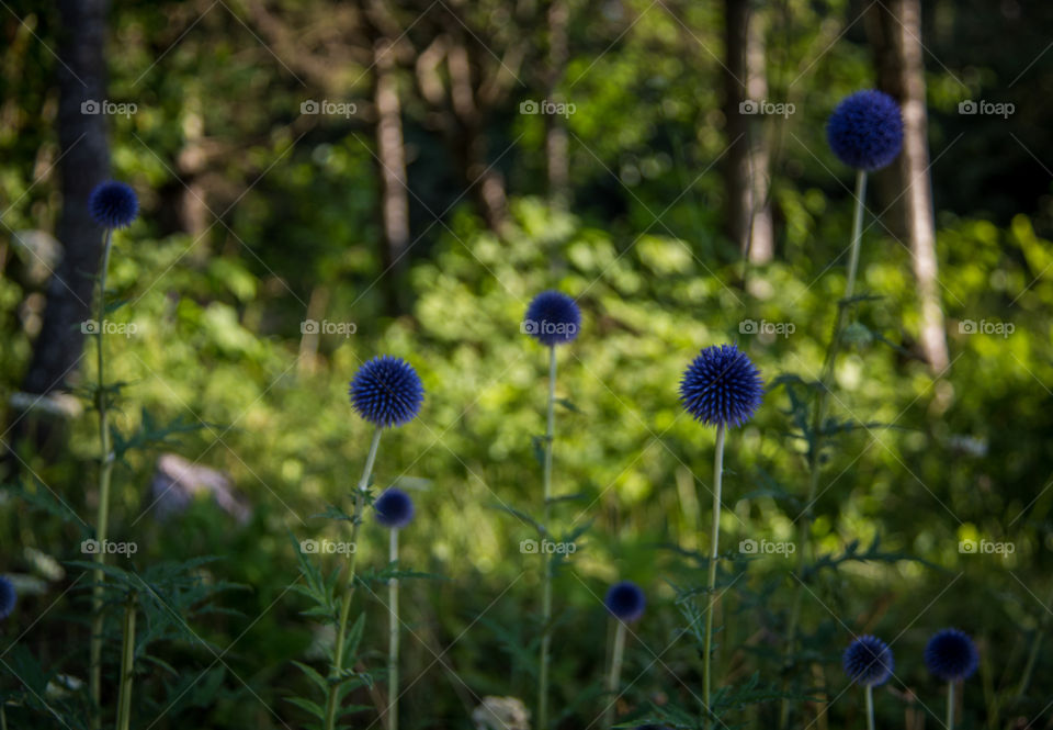 Globe flowers 