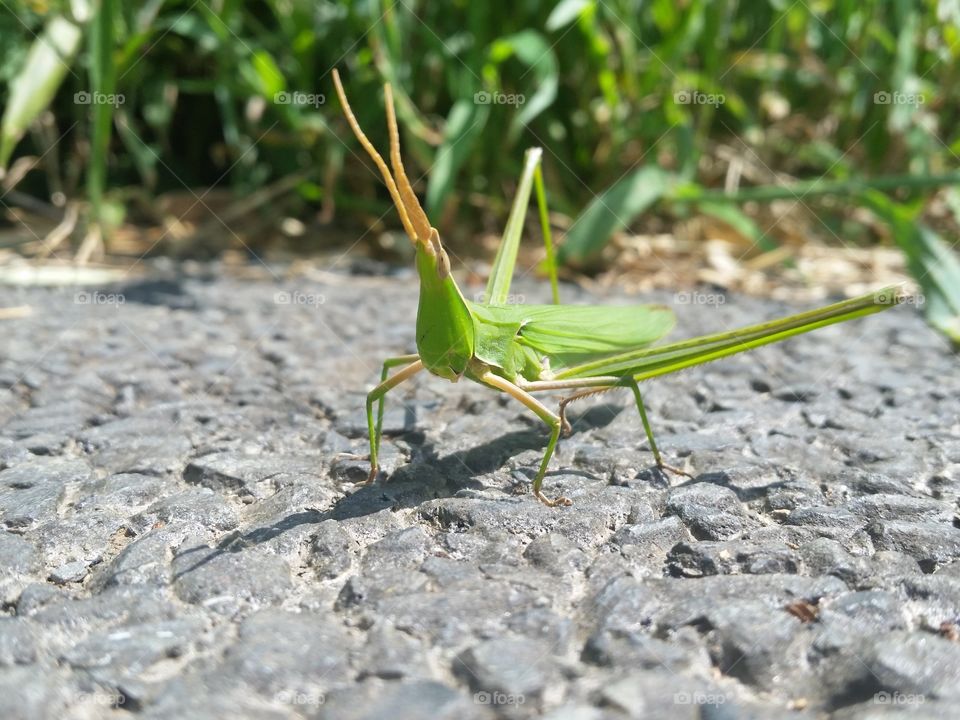 Grasshopper