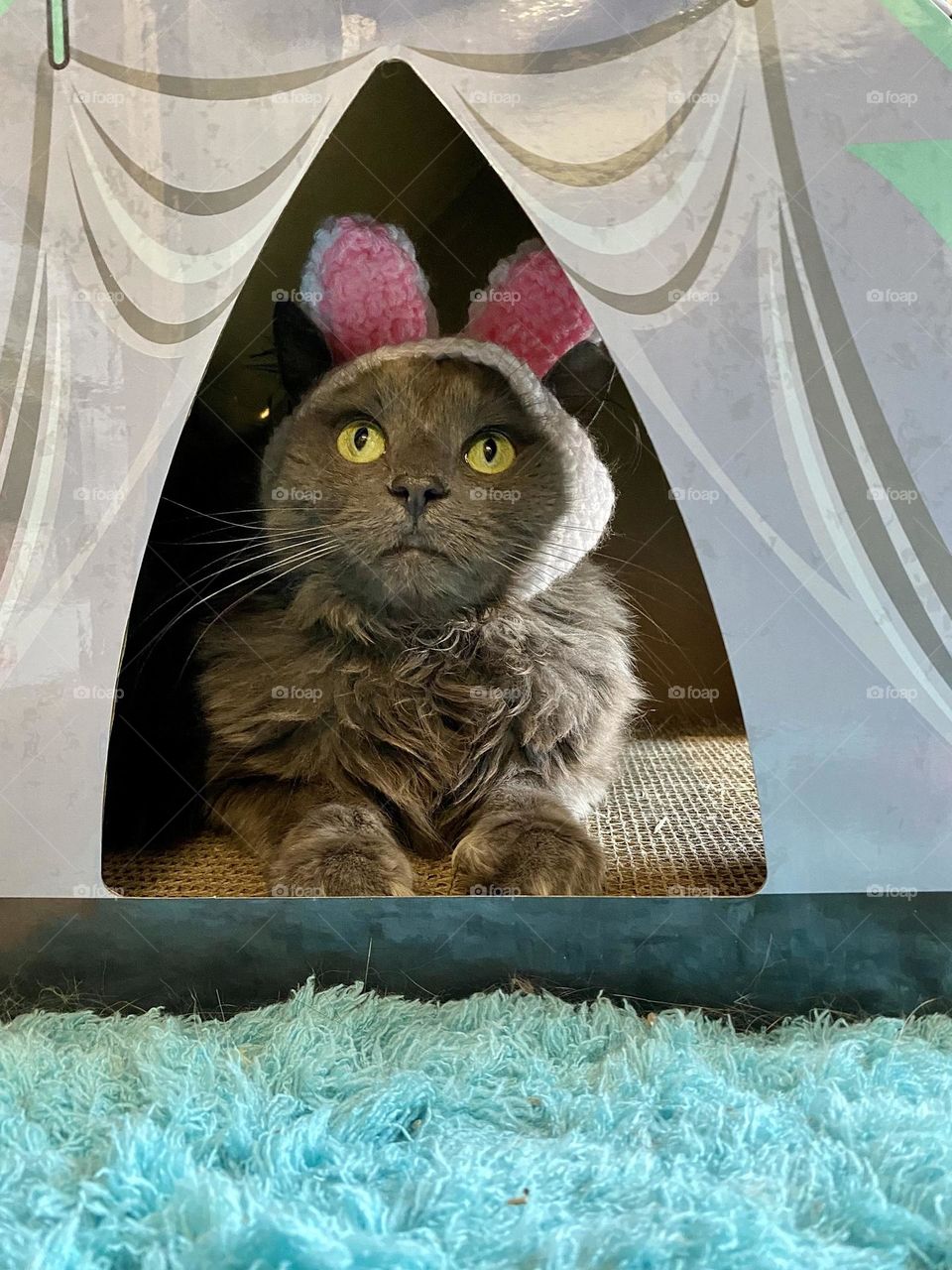 A grey cat sitting in a cardboard cat house wearing a crocheted hat with rabbit ears