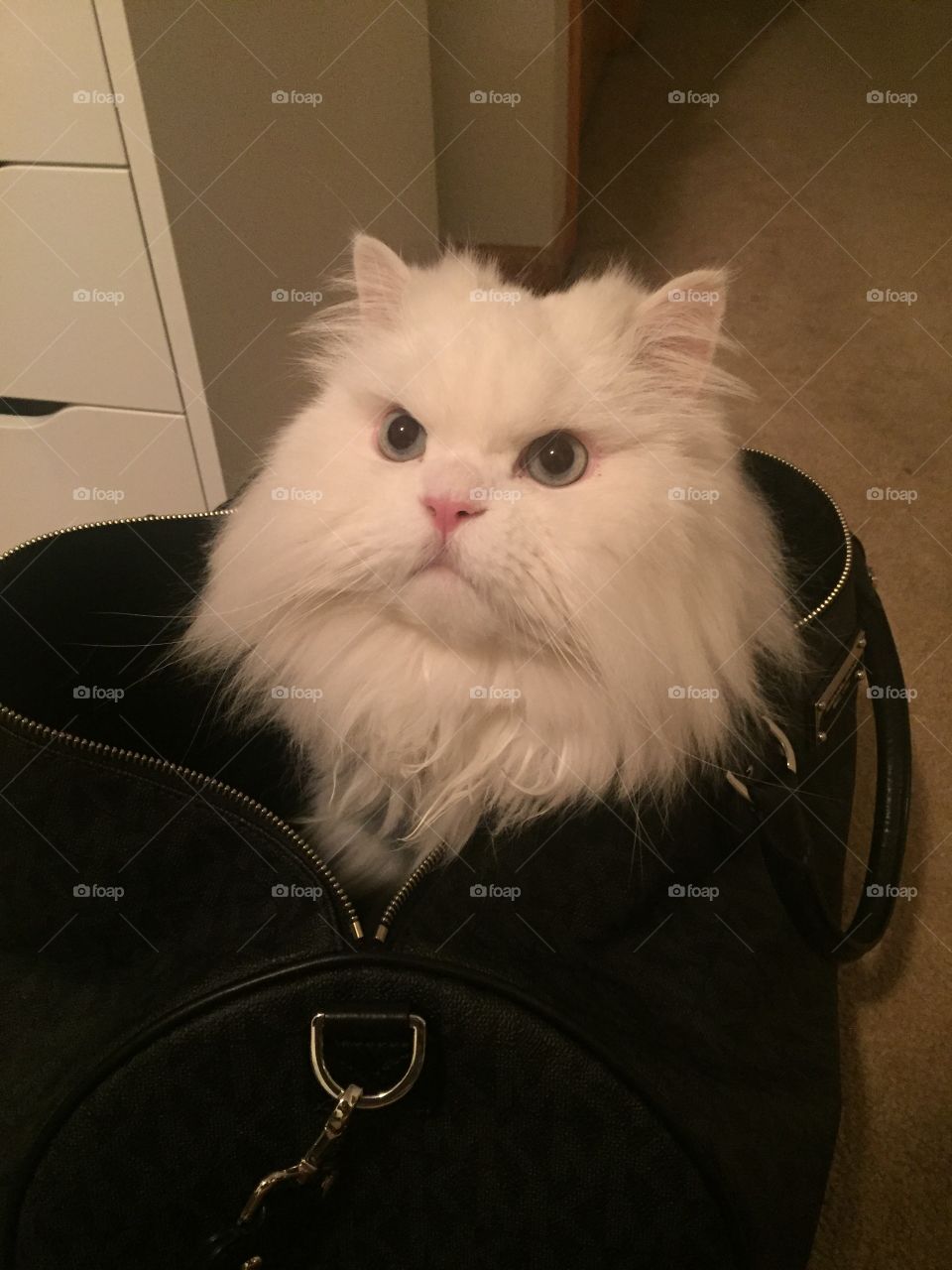 cat in a bag 