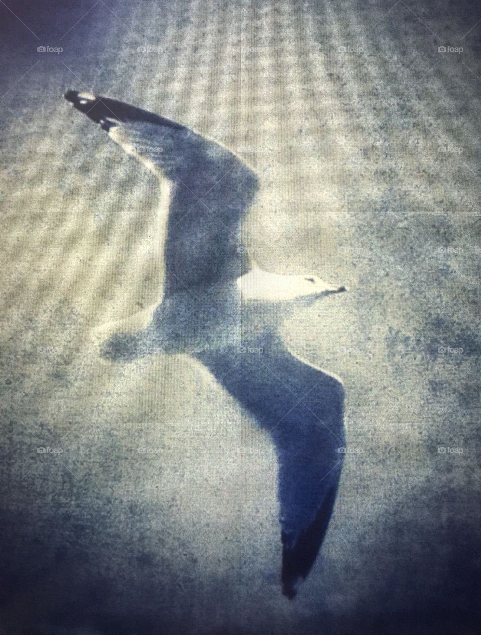 In flight Seagull