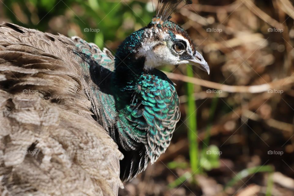 Peacock profile 