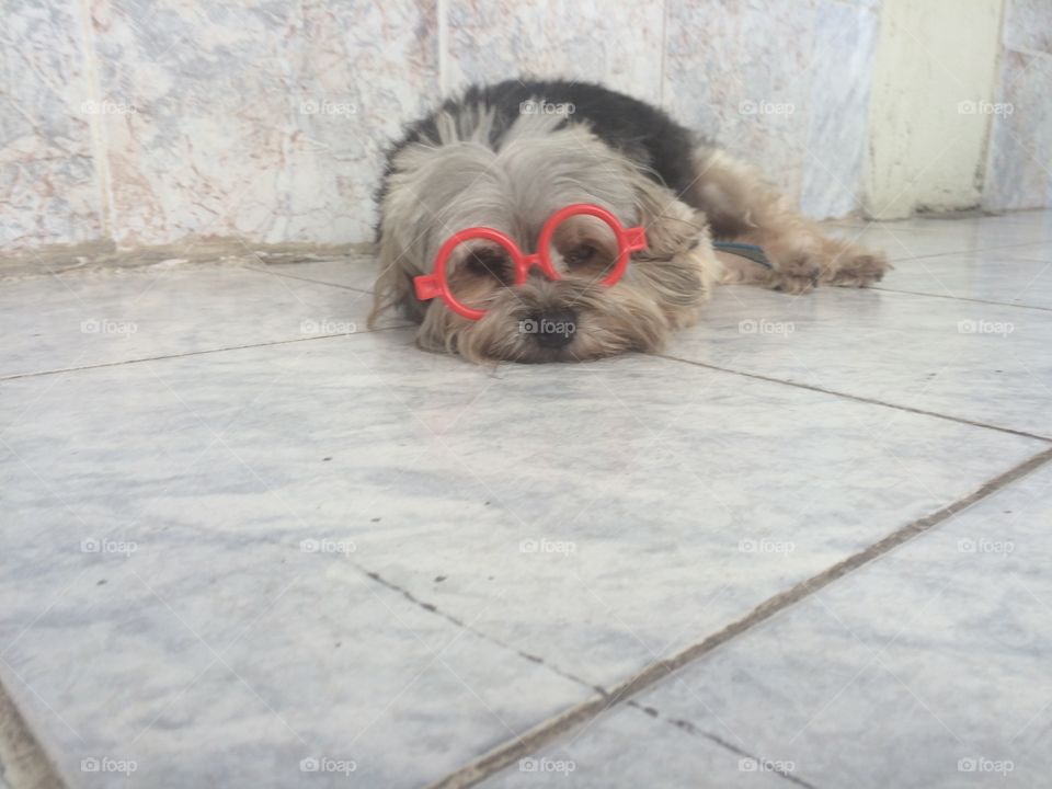 Dog relaxing with red glasses 