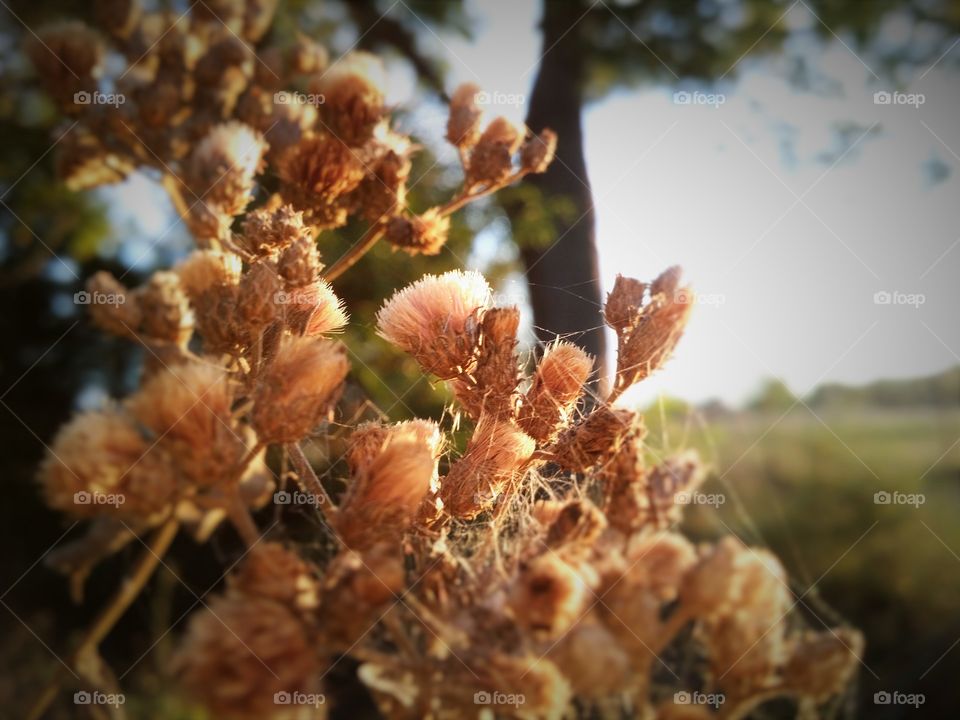 First sign of autumn a dried pink wild weed with spider webs in a field