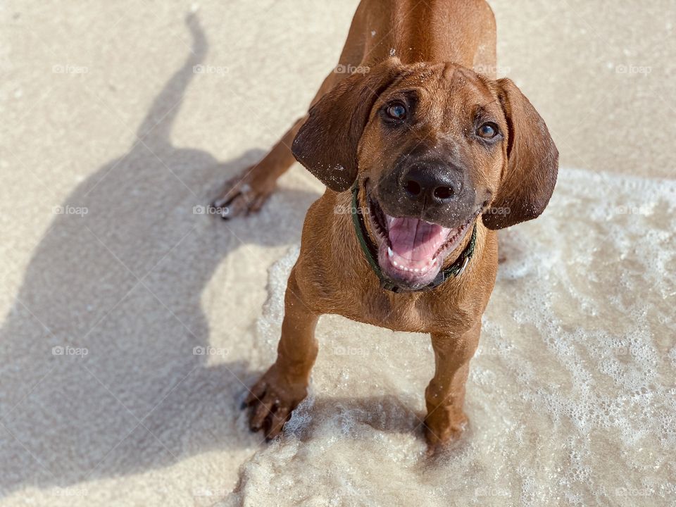 Rhodesian Ridgeback 🤍