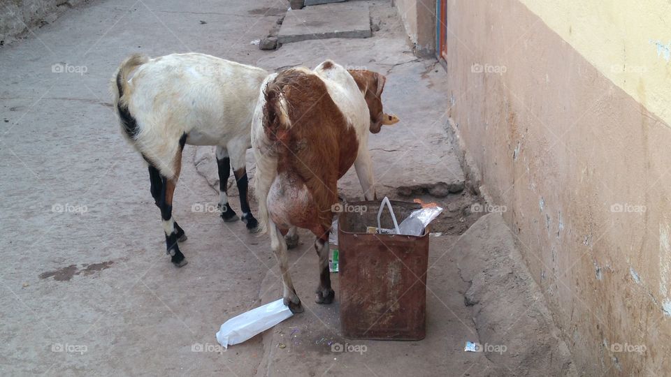Goat food is found in the street