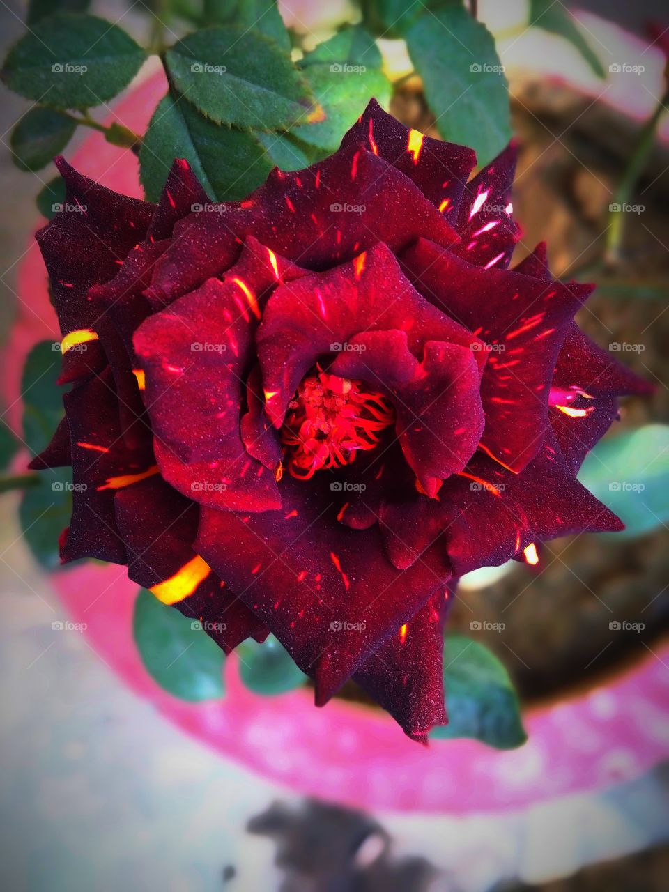 #Rose 💕  it's Click by me 👉Mr Satya Anand👈