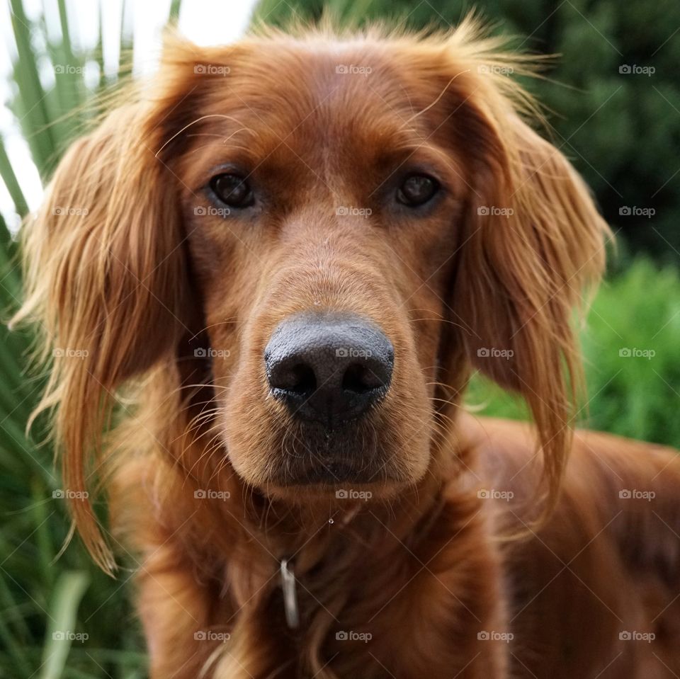 Serious Looking Red Setter  