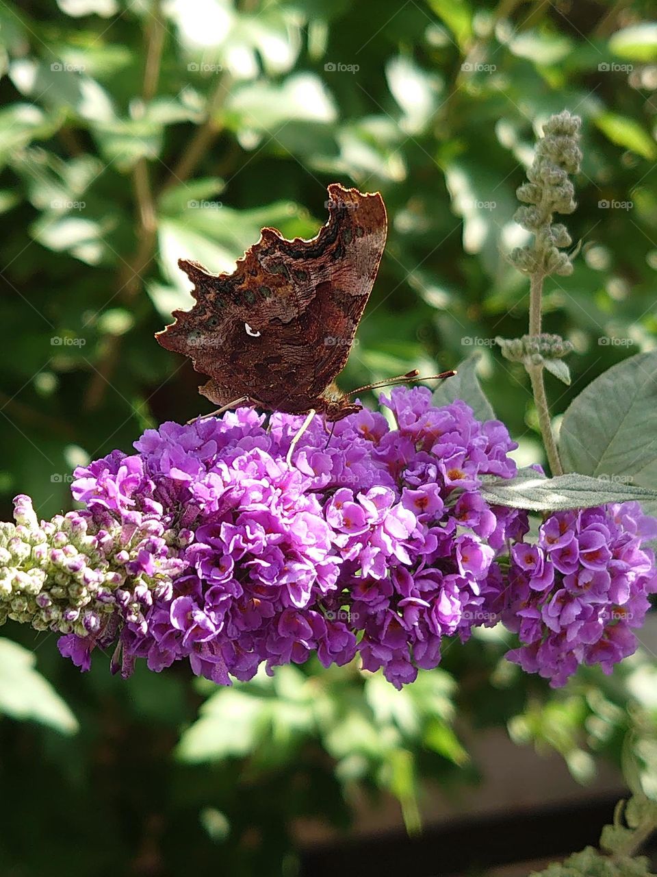 butterfly with closed wings