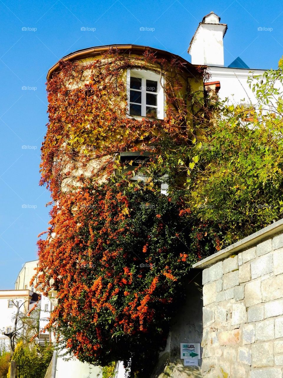 Vine covered tower