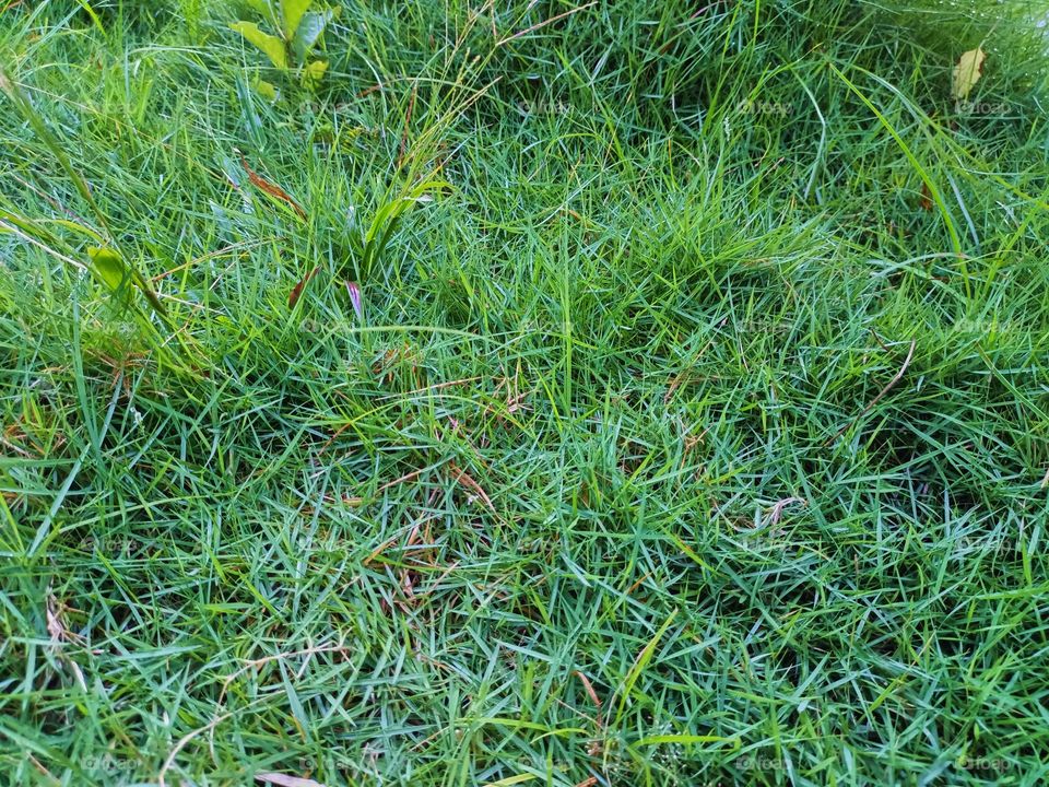 Grasslands and rice fields in the countryside