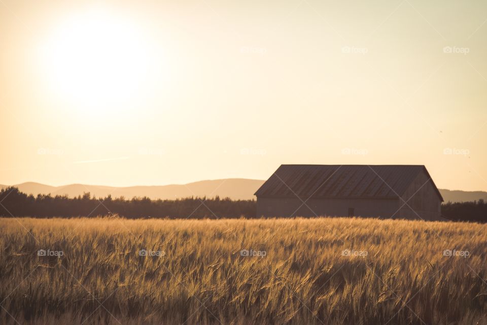 Old barn 