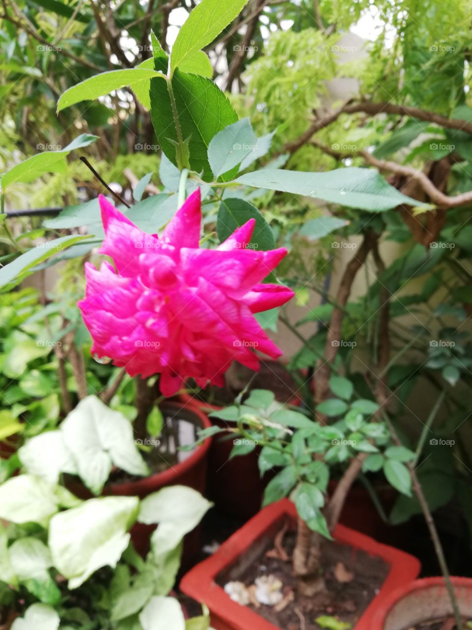 Rose flower closeup pink leaves