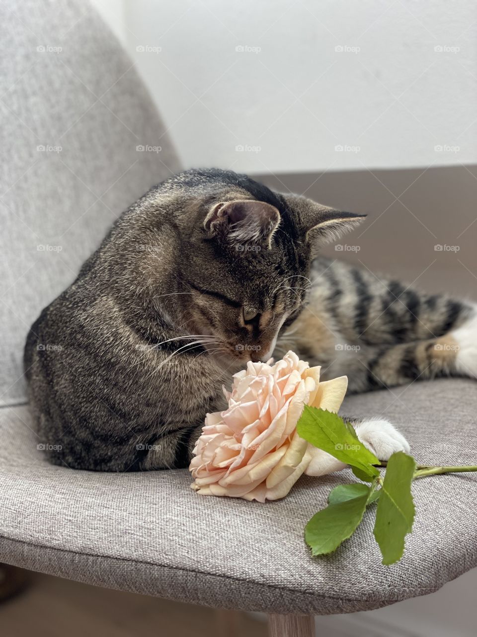 Cute cat and a rose