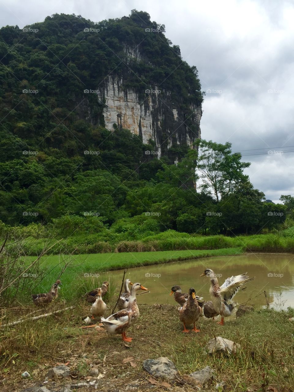 Ducks playing in the water in Guilin, China