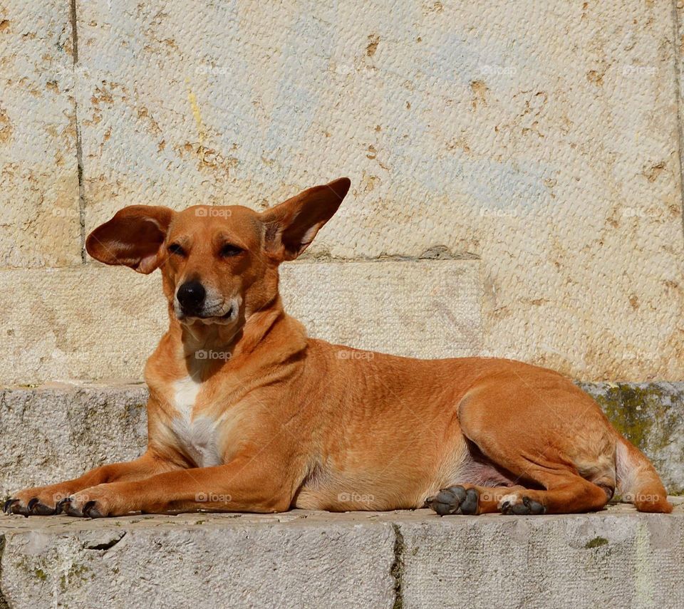 Quirky looking dog with large bat ears lying in a step in the sun in Naples. 