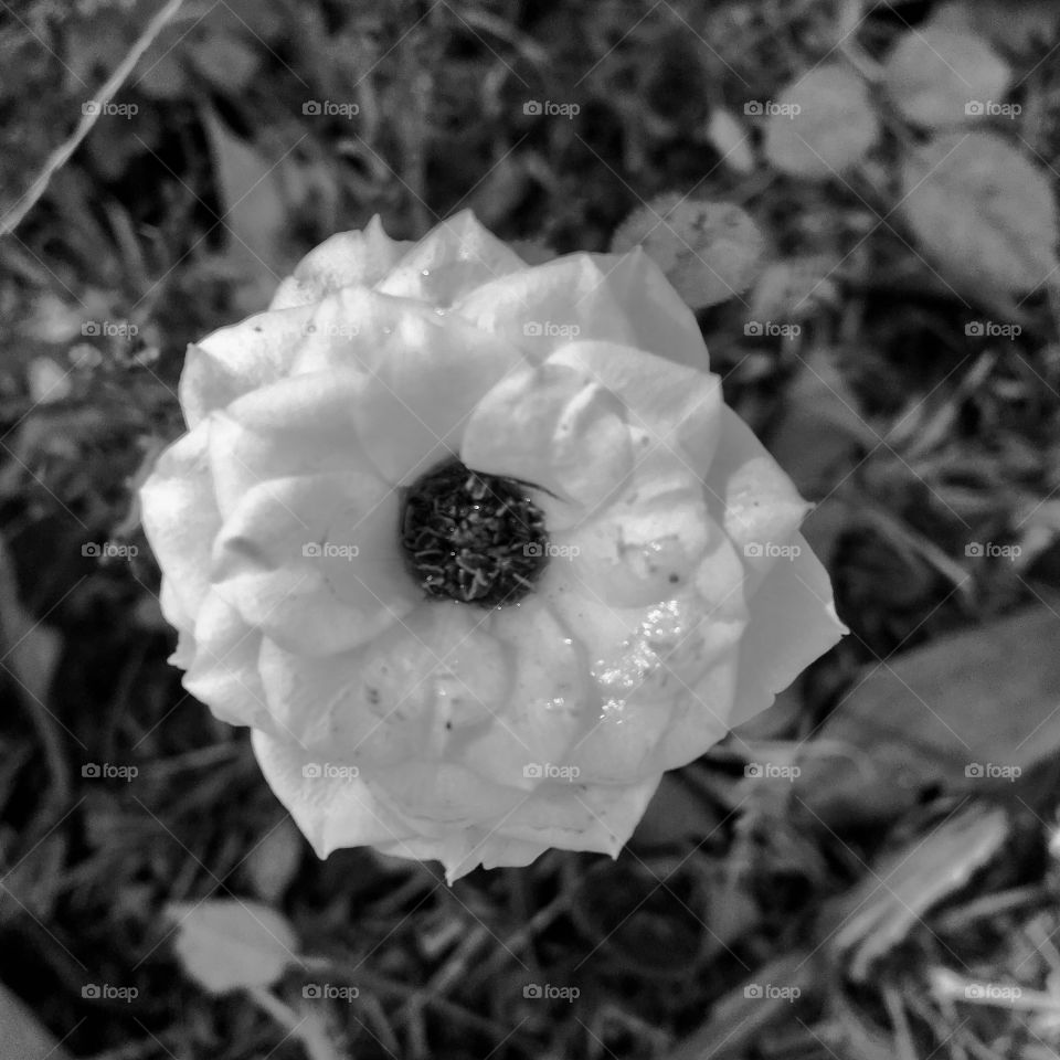 🌼#Flores do nosso #jardim, para alegrar e embelezar nosso dia!
#Jardinagem é nosso #hobby.
🌹
#flor #flowers #flower #pétalas #garden #natureza #nature #flora 