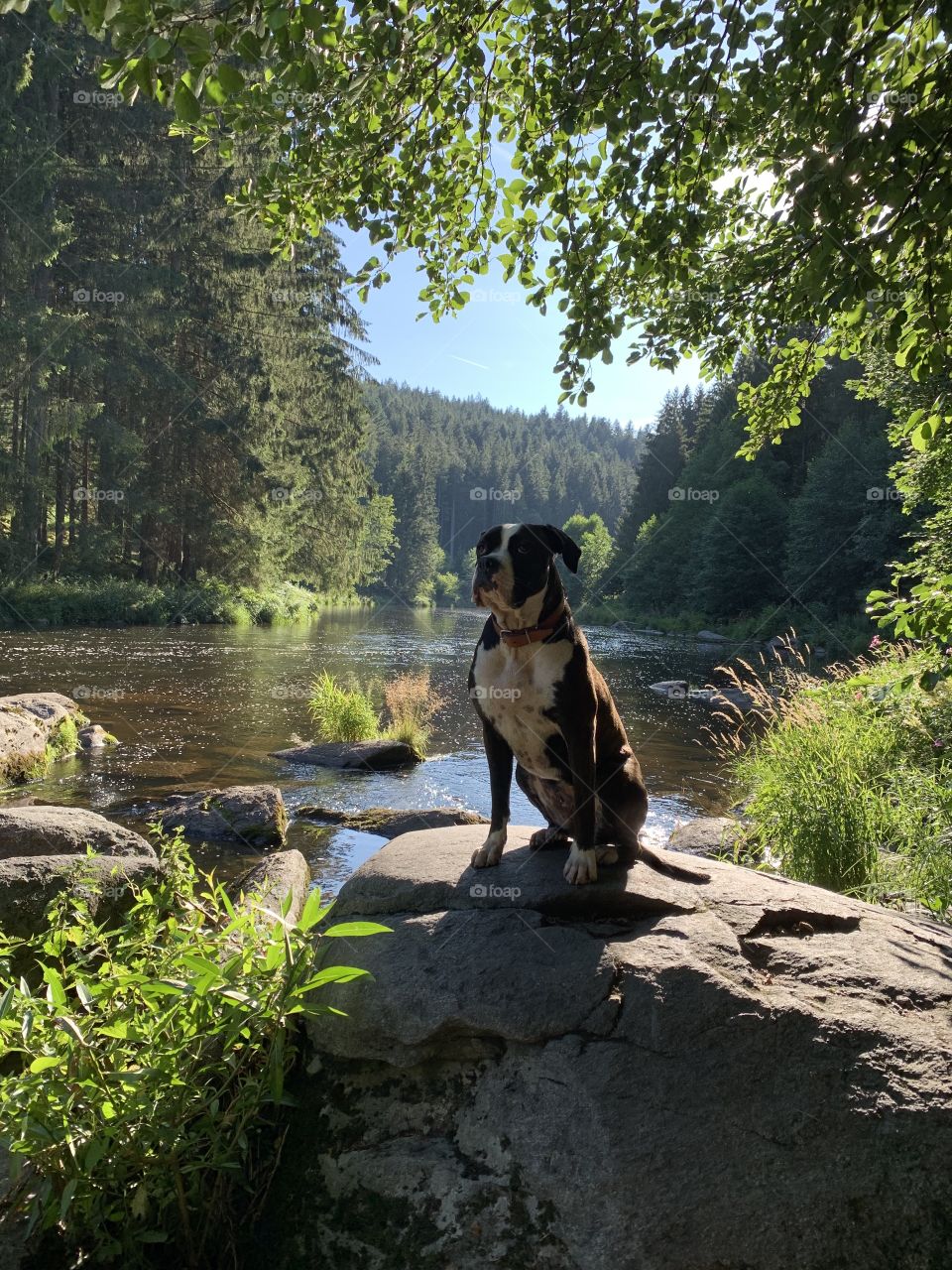 Hund Wasser Ruhe Urlaub Chef cool Fluss Sommer Natur Aussicht 