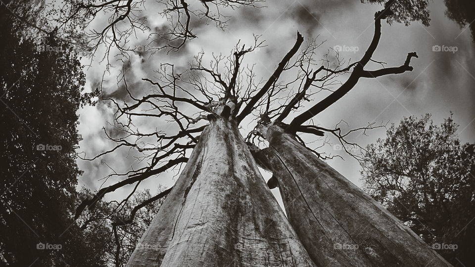 Horror trees. Looking up two dead trees