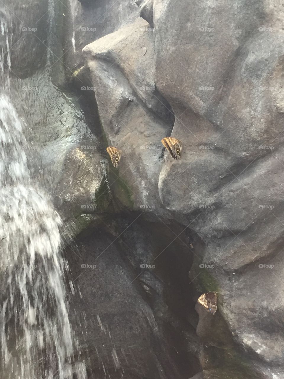 Butterfly Waterfall Party